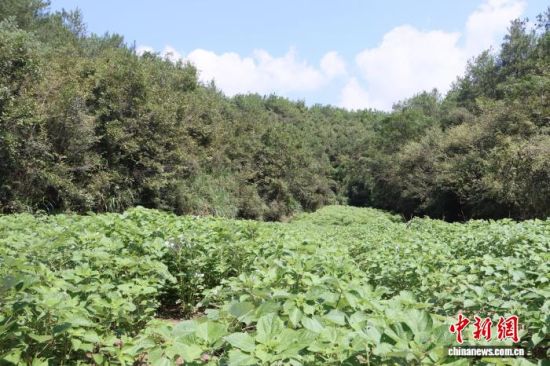 图为江西省瑞昌市洪一乡吴家村苎麻种植基地。瑞昌市融媒体中心供图 图为江西省瑞昌市洪一乡吴家村苎麻种植基地。瑞昌市融媒体中心供图