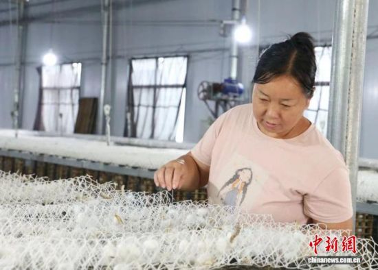 图为江西省九江市修水县复原乡双港村桑蚕产业车间内,村民在管护蚕茧。修水县融媒体中心供图 图为江西省九江市修水县复原乡双港村桑蚕产业车间内,村民在管护蚕茧。修水县融媒体中心供图