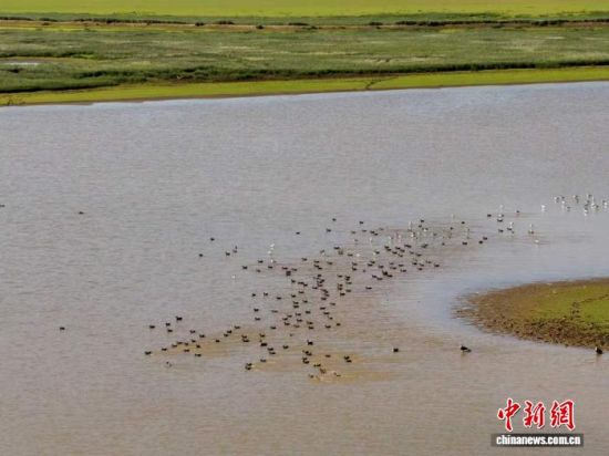 10月7日,越冬候鸟正在鄱阳湖保护区内栖息。(江西鄱阳湖国家级自然保护区管理局供图) 10月7日,越冬候鸟正在鄱阳湖保护区内栖息。(江西鄱阳湖国家级自然保护区管理局供图)