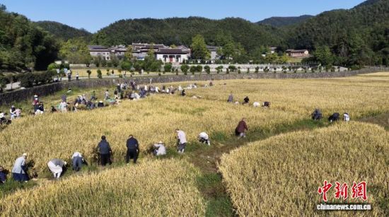 10月7日,江西永修云居山千年古刹真如禅寺的僧众集体出坡收割稻子。(云居山真如禅寺供图) 10月7日,江西永修云居山千年古刹真如禅寺的僧众集体出坡收割稻子。(云居山真如禅寺供图)
