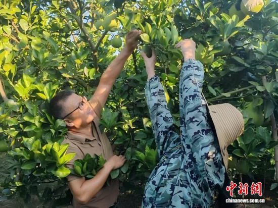 图为青原区井冈蜜柚种植基地内,果农正在采摘蜜柚。 青原区委统战部供图 图为青原区井冈蜜柚种植基地内,果农正在采摘蜜柚。 青原区委统战部供图