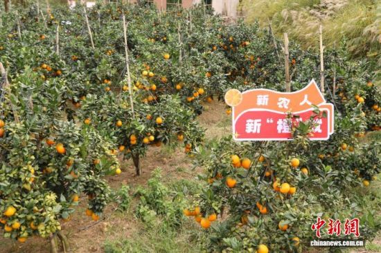 赣南脐橙丰收时 游客体验采摘乐趣