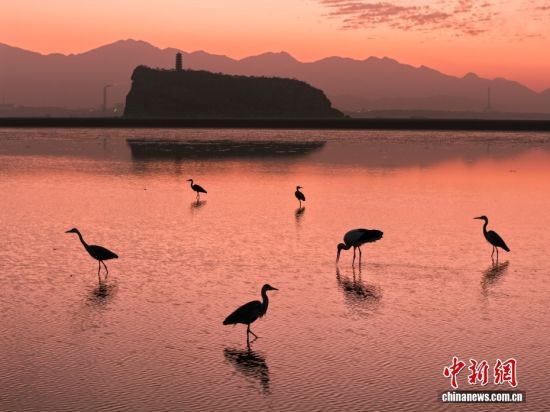 江西鄱阳湖鞋山水域迎候鸟迁徙高峰
