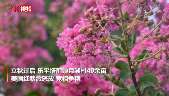 江西乐平：荒山变成紫薇花海 吸引游客农户增收