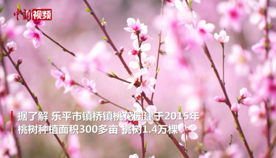江西乐平：三月桃花开引众多游人踏青赏春