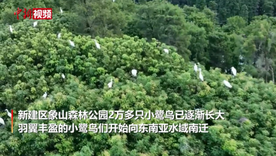 江西南昌象山森林公园2万余只小鹭鸟长大开始南迁
