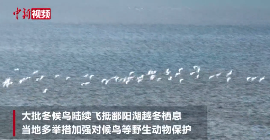 江西湖口：多举措加强越冬候鸟等野生动物保护