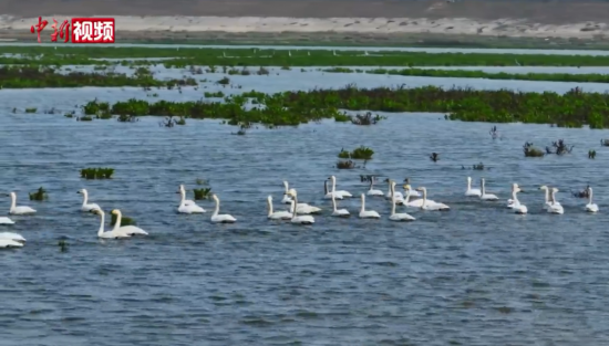 江西共青城：南湖湿地让候鸟有了“育儿所”