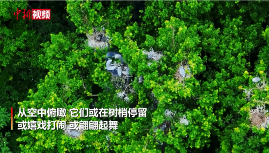 江西湖口：生态湿地改善 人鸟和谐共生