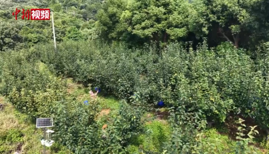 �����������æ ��̨�硰����������