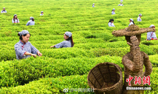 江南地区千亩茶园迎采摘期 茶农喜采雨前茶