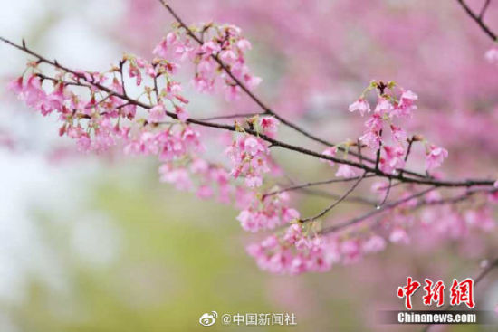 春天来了！南昌郊区凤凰沟迎来最浪漫花季