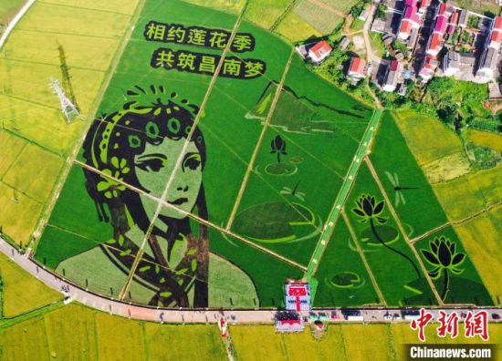 江西南昌：彩色稻田“绣”出巨幅花旦图案