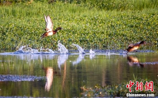 江西瑞昌发现全球极度濒危鸟类青头潜鸭