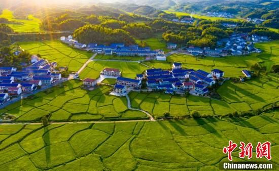 阳光下的稻田,新农村,绿林,公路交错成景,构成新农村生态发展的绿色