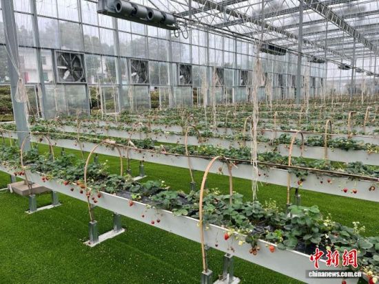 ͼΪ����ʡ�Ž��в�ɣ�����Žֵ��׺ϴ��ݮ��ֲ���ء���ΰƽ ��