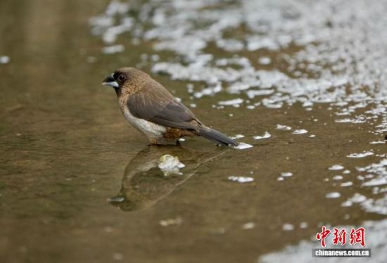 ͼΪ�ڽ���۶��������ʪ�ع��Ҽ���Ȼ����������ʳ�İ������񡣡��������� ��