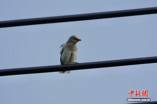 ͼΪ�ڽ���۶��������ʪ�ع��Ҽ���Ȼ����������Ϣ�Ļұ���񡣡��������� ��