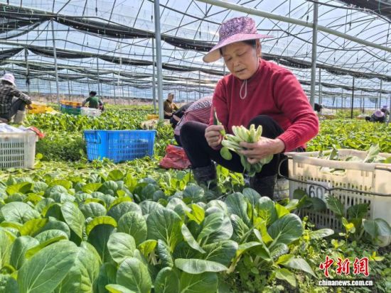 赣江观澜：江西安远何以成为粤港澳大湾区“菜篮子”？