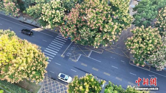 栾树挂“灯笼” 江西南昌秋意渐浓
