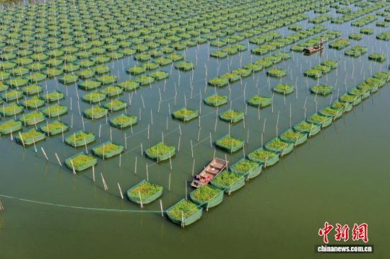 江西余干:鄱阳湖畔网箱养鳝管护忙