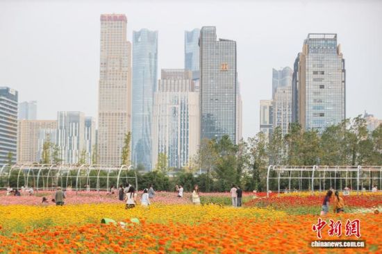 江西南昌:城市秋日花海“醉”迷人